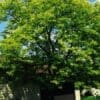 Sunburst Honeylocust - Image 3