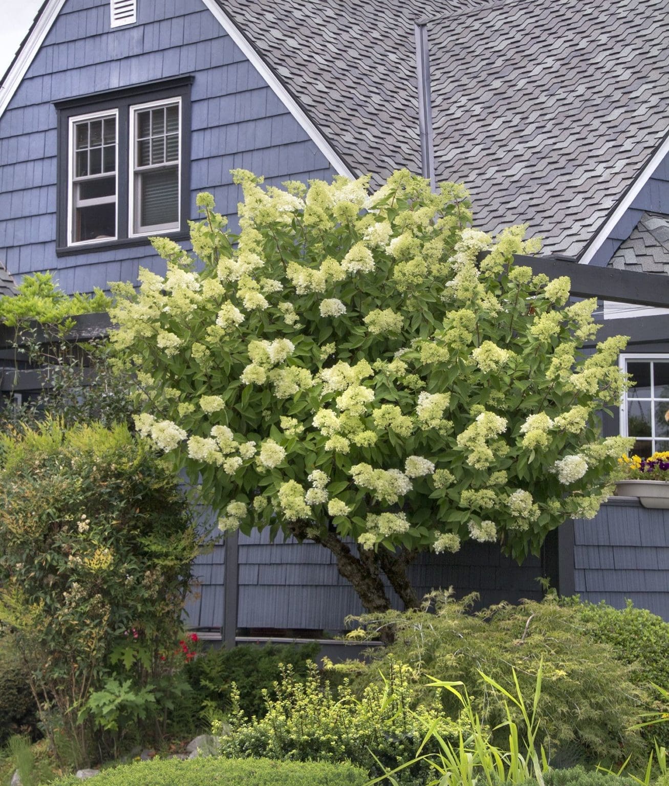 Limelight Hydrangea Tree Form Pahl's Market Apple Valley, MN