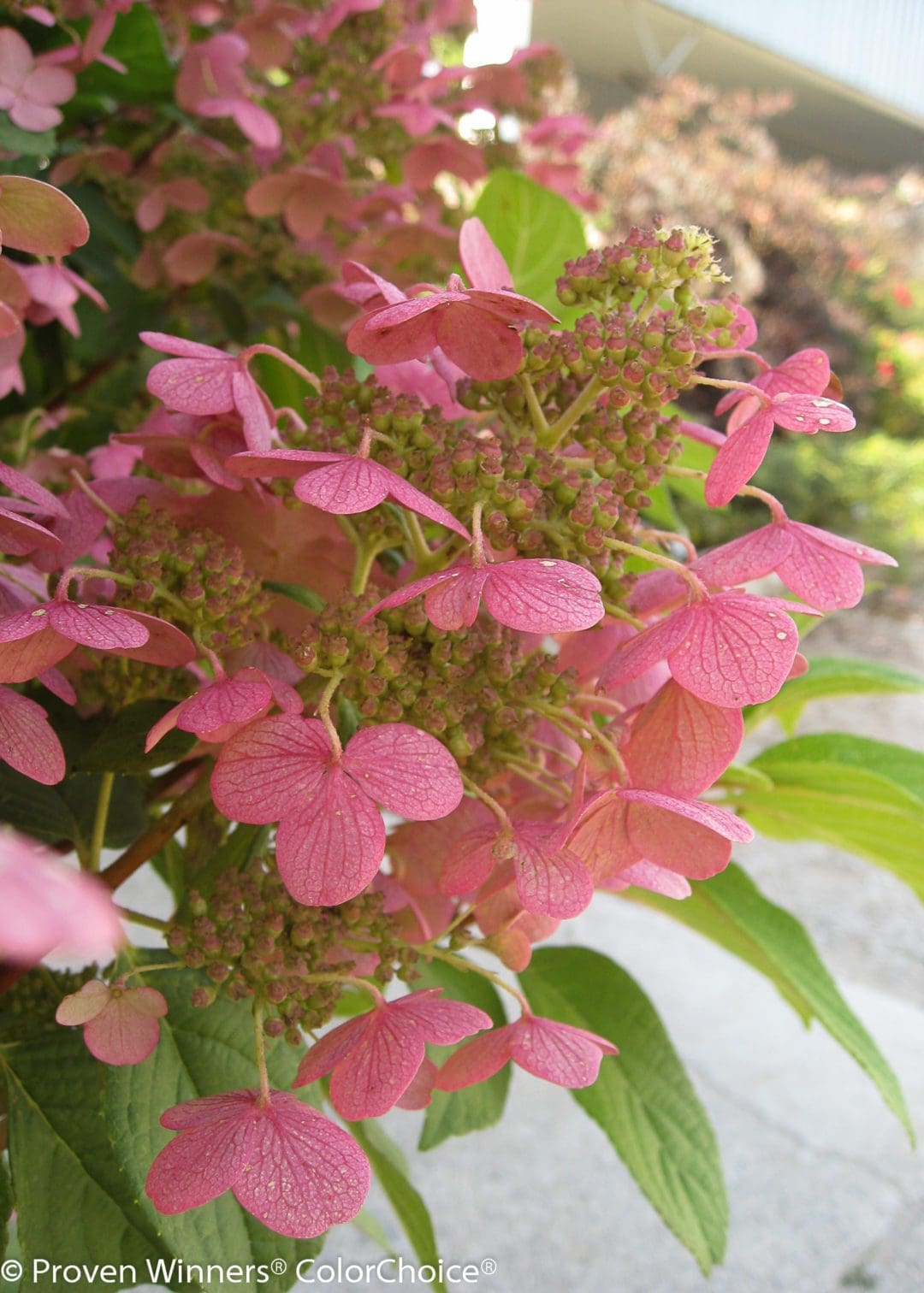 Quick Fire Hydrangea - Tree Form - Pahl's Market - Apple Valley, MN