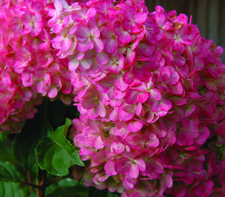 Vanilla Strawberry Hydrangea - Image 2