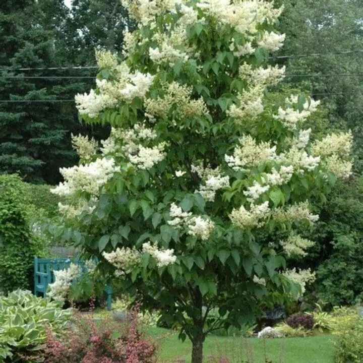 Ivory Silk Japanese Lilac