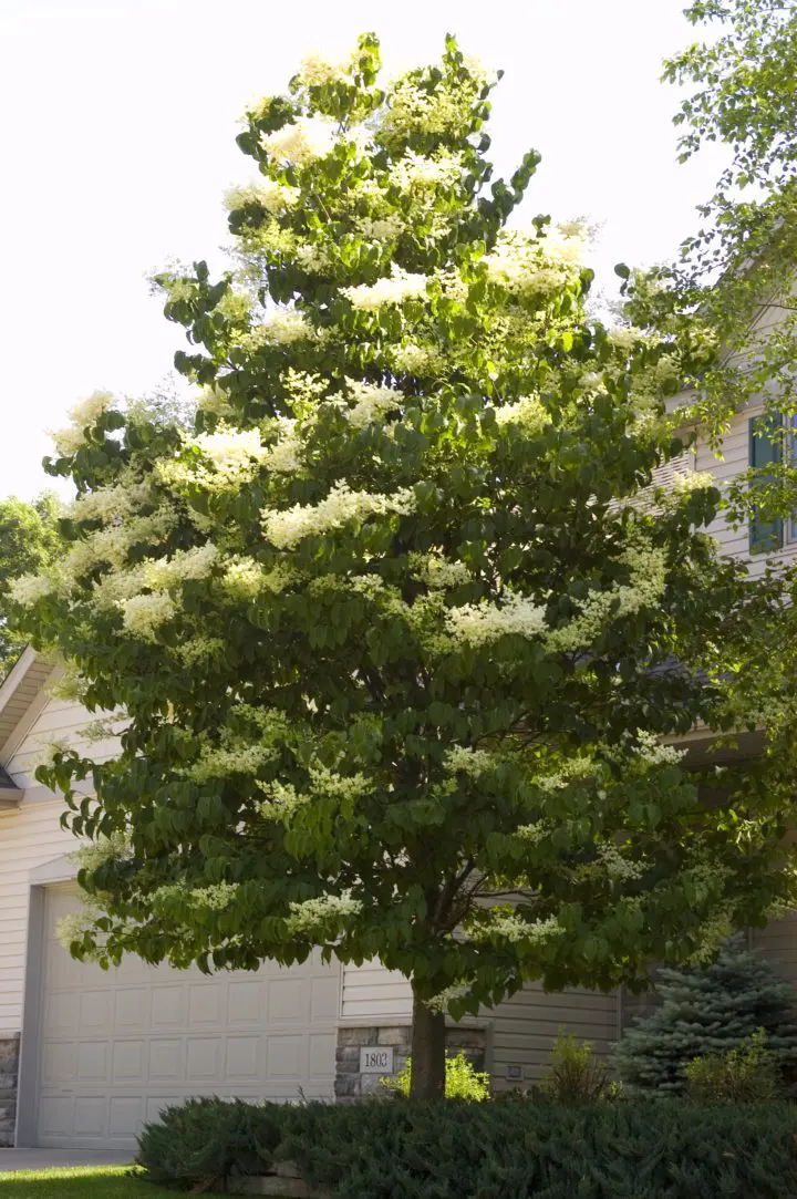 Ivory Silk Japanese Lilac - Image 2