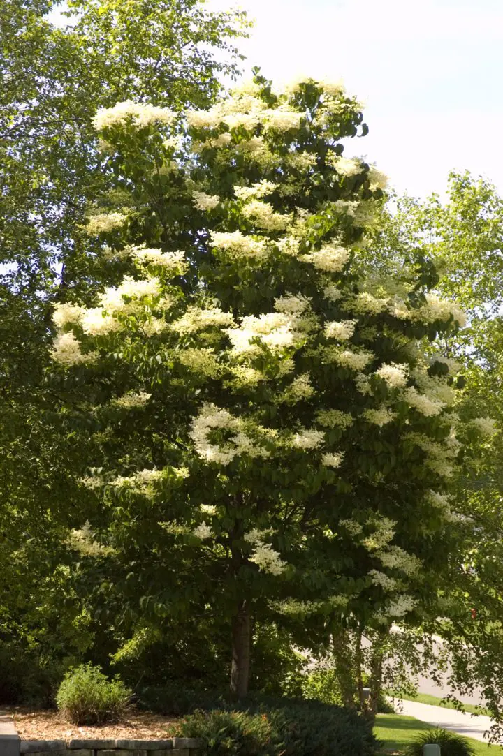 Ivory Silk Japanese Lilac - Image 3