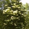 Ivory Silk Japanese Lilac - Image 3