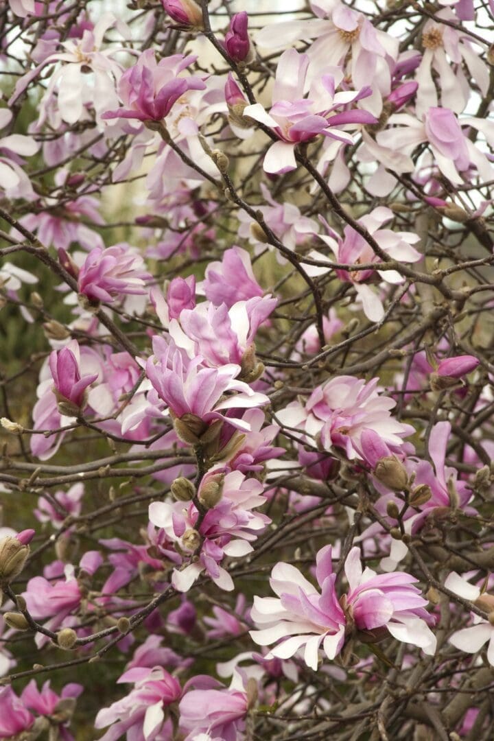 Leonard Messel Magnolia