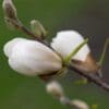 Merrill Magnolia - Image 3