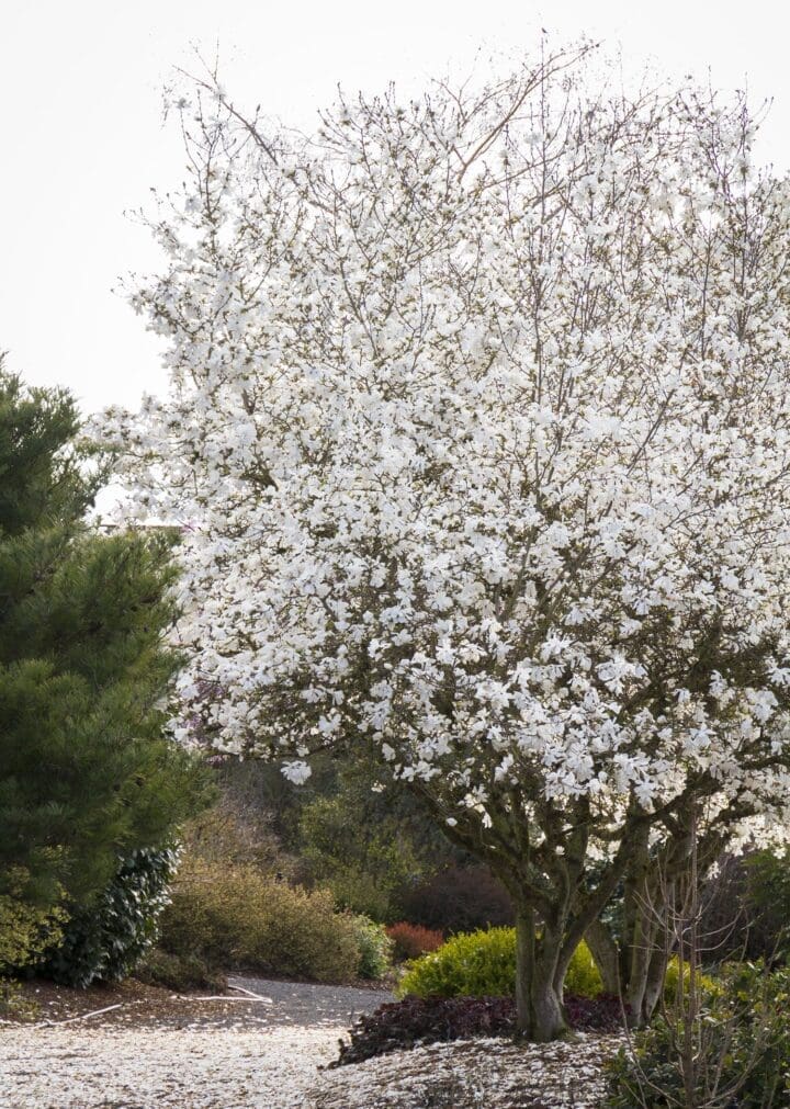 Royal Star Magnolia - Image 2