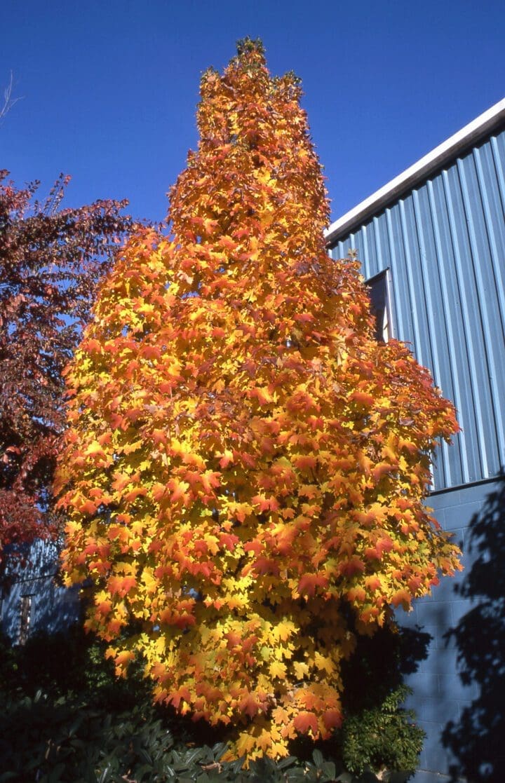 Apollo Sugar Maple