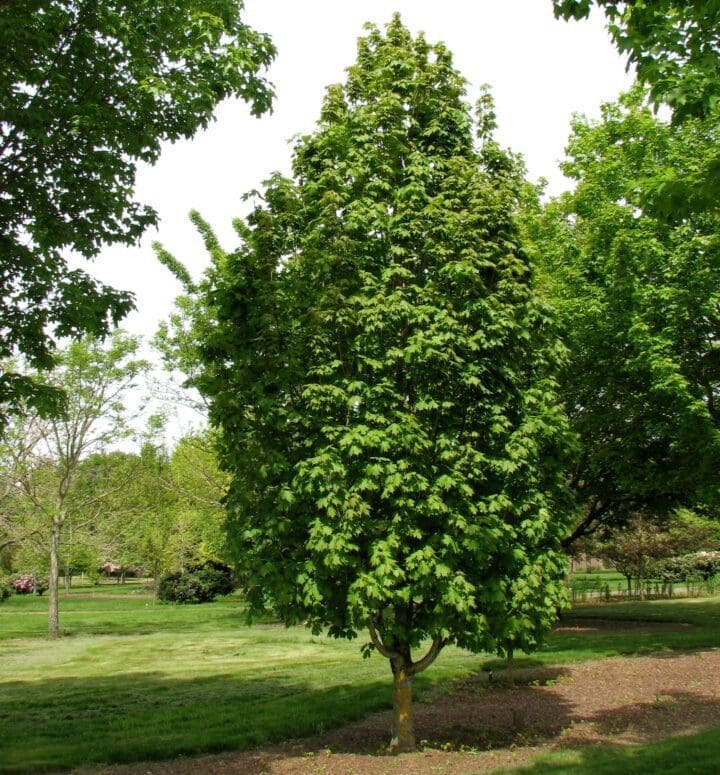 Apollo Sugar Maple - Image 3