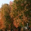 Armstrong Maple