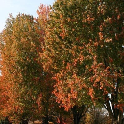 Armstrong Maple