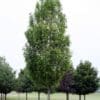 Armstrong Maple - Image 3