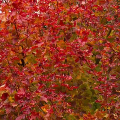 Tree_Maple Autumn Blaze