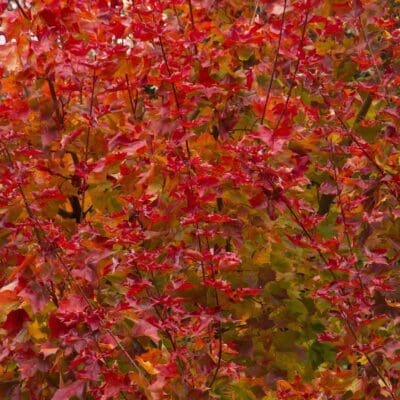 Autumn Blaze Maple