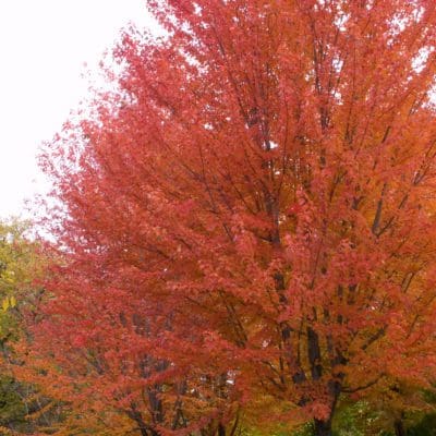 Tree_Maple Autumn Blaze2