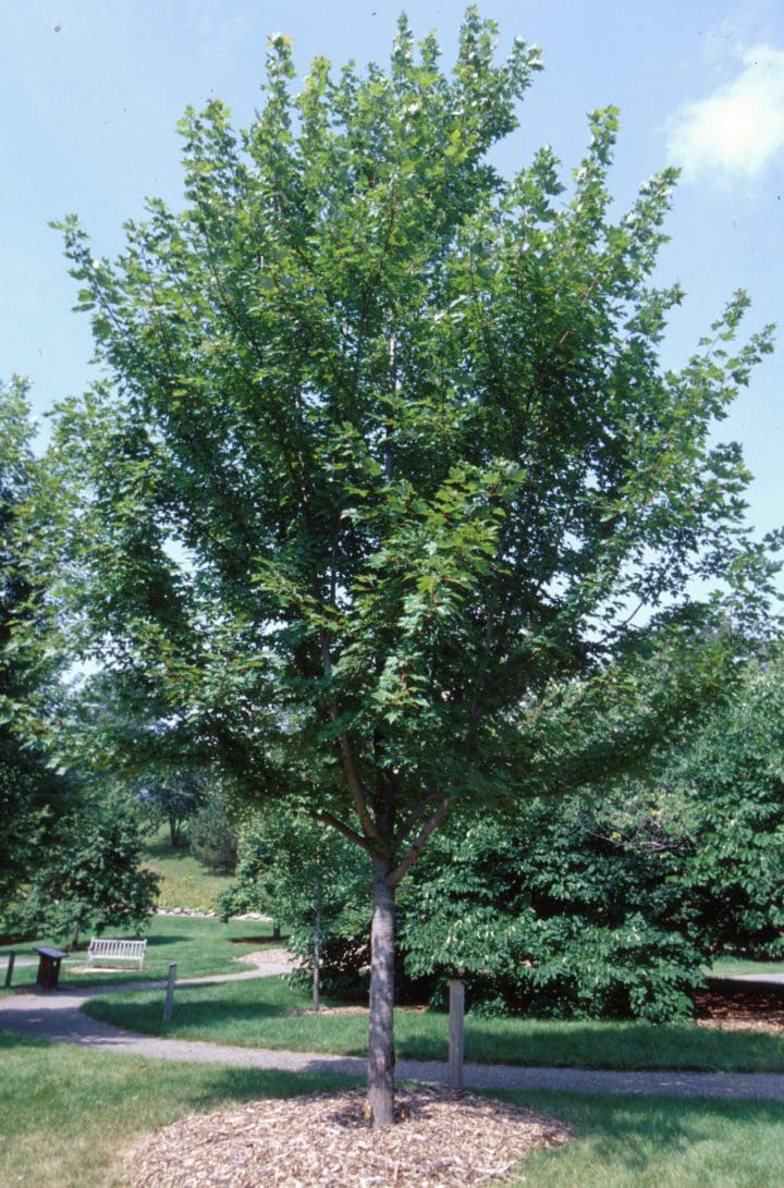 Autumn Blaze Maple - Image 3