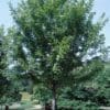 Autumn Blaze Maple - Image 3