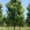 Brandywine Maple - Image 3