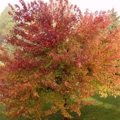 Burgundy Belle Maple