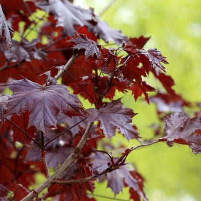 Acer platanoides ‘Crimson King’ – 023991