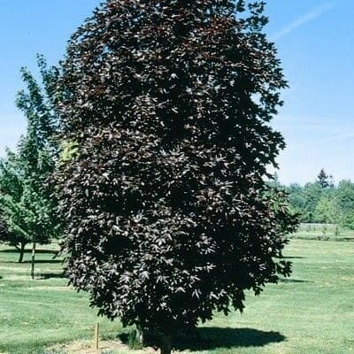 Crimson Sentry Maple