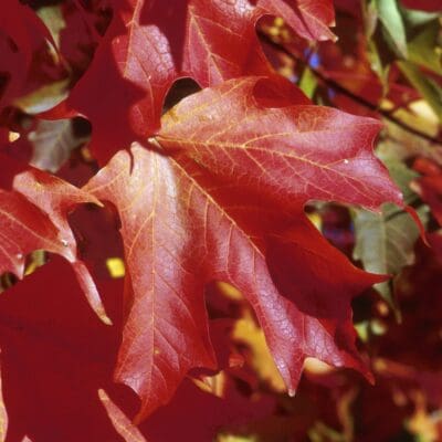 Fall Fiesta Sugar Maple