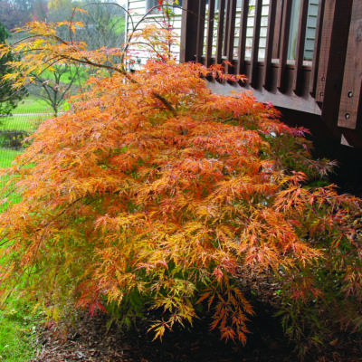 Ice Dragon Maple