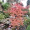 North Wind Maple - Image 2