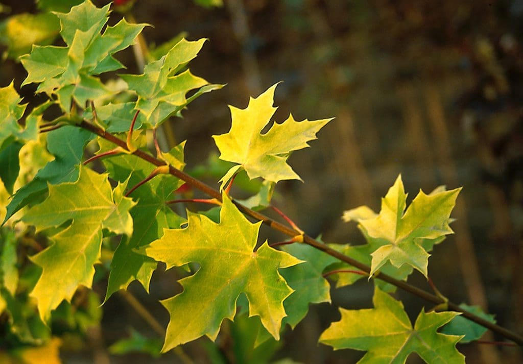 Princeton Gold Maple - Pahl's Market - Apple Valley, MN