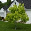 Princeton Gold Maple - Image 2