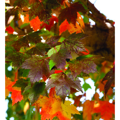 Sun Valley Maple