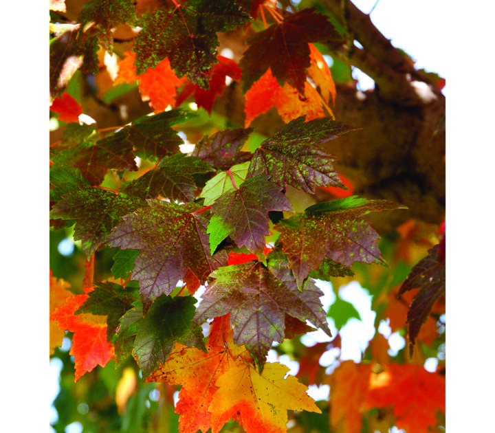 Sun Valley Maple