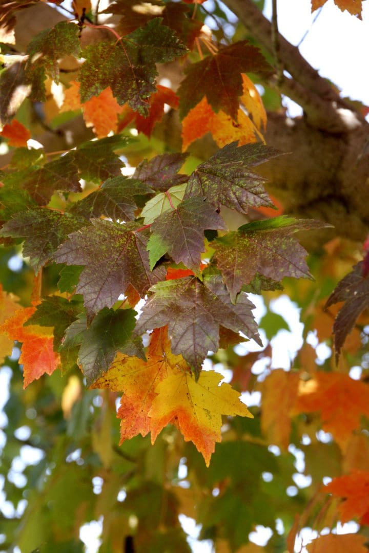 Sun Valley Maple - Image 3