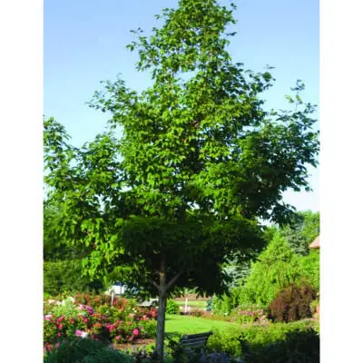 Three-Flowered Maple
