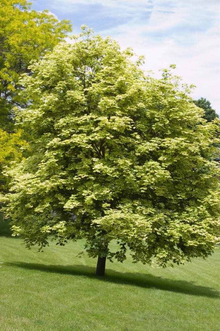 Variegated Norway Maple