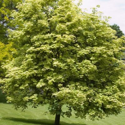 Variegated Norway Maple
