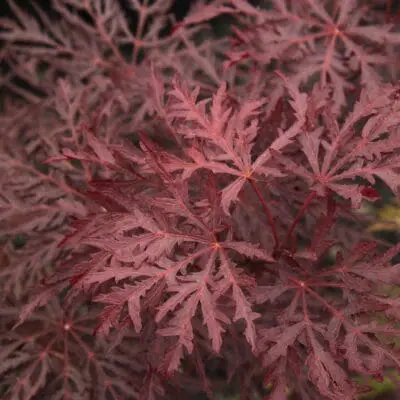 Velvet Viking Japanese Maple