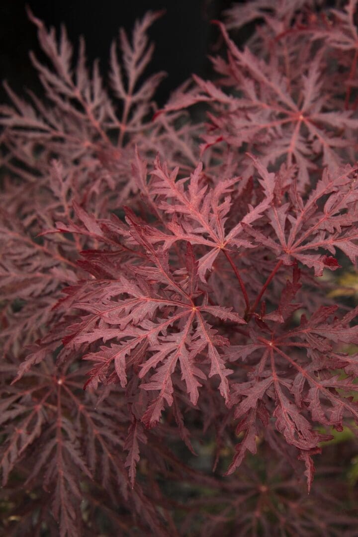 Velvet Viking Japanese Maple
