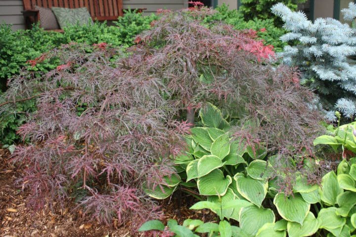 Velvet Viking Japanese Maple - Image 2