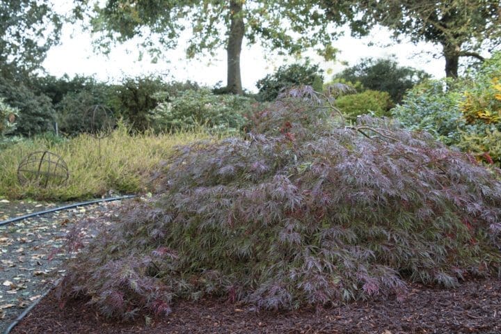 Velvet Viking Japanese Maple - Image 3