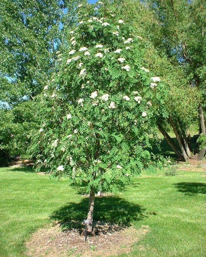 Showy Mountain Ash - Image 2