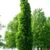 Kindred Spirit Oak