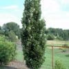 Kindred Spirit Oak - Image 2