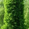 Kindred Spirit Oak - Image 3