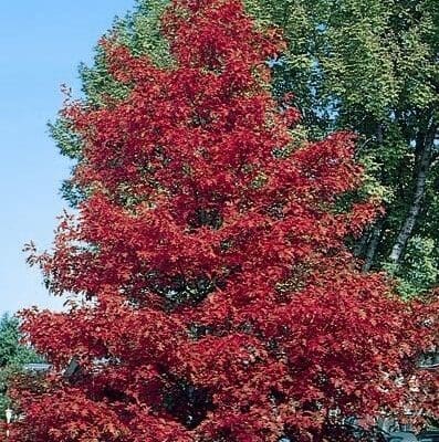 Tree_Oak Northern Red2