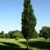 Regal Prince Oak