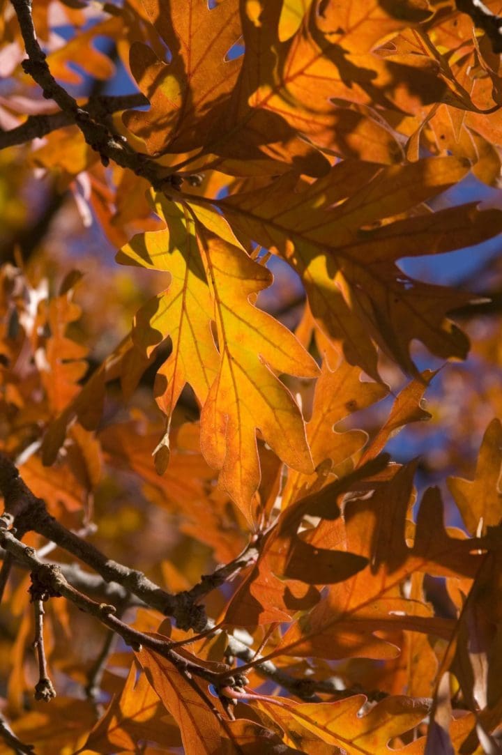 White Oak