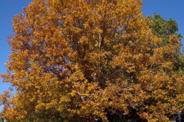 White Oak - Image 2
