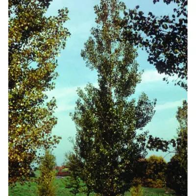 Tree_Poplar Siouxland