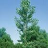 Siouxland Poplar - Image 3